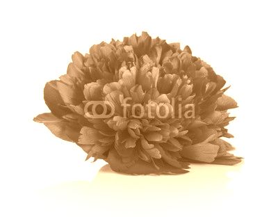 Peony Flower