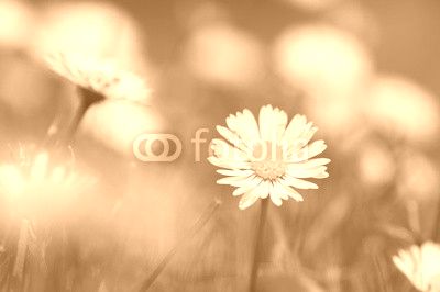 common daisy in grass