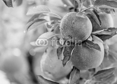Apple tree