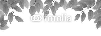 Fresh green leaves on white background, vector illustration