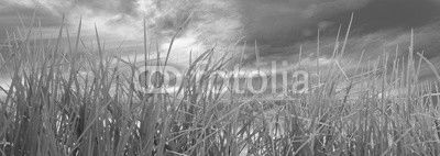  herbes sur fond de ciel 