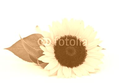 sunflower on white background (Helianthus)