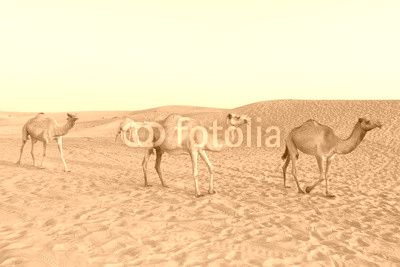 Camels in the Dubai Desert, United Arab Emirates