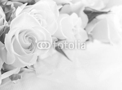 Closeup of white roses