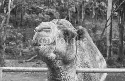 Camel smile