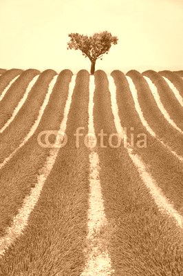 Lavender field and olive tree in Valensole on a warm summer afternoon. Southern French Alps (Alpes de Haute Provence), South of France