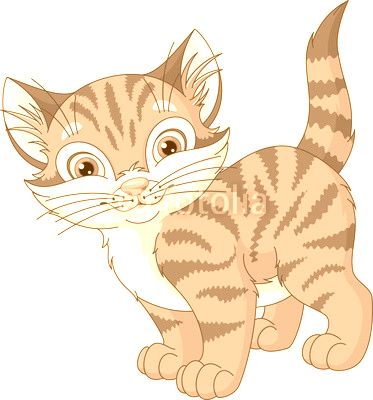 Gray Cat