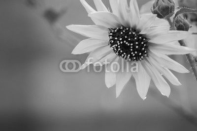 Sunflower Droplets