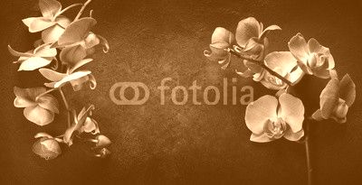 Pink orchid on a dark background