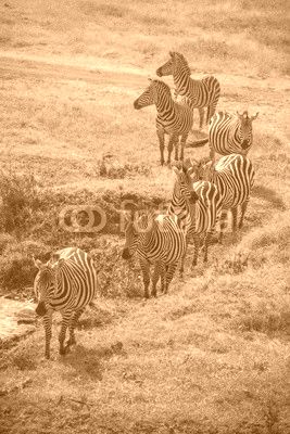 Line of Zebras, Ngorongoro Crater, Tanzania