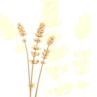 Lavender on isolated background, vector