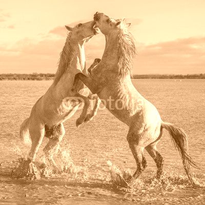 fighting stallions