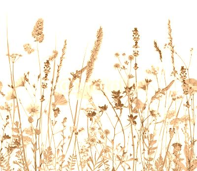 flowers and herbs. An illustration can be seamlessly connect horizontally