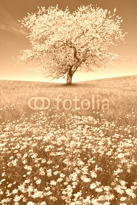 field of marguerites with blooming trees
