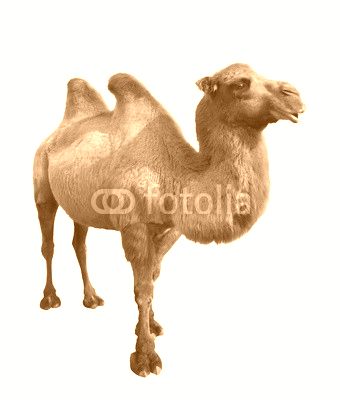  bactrian camel. Isolated on white