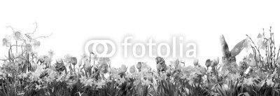 Ostern - Panorama - Wiese mit Blumen und Osterhase