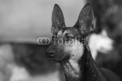 shepherd