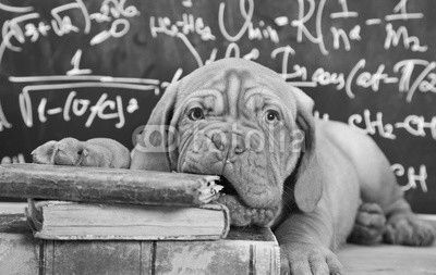 Puppy chewing a book