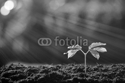 Young plant in the morning light on nature background