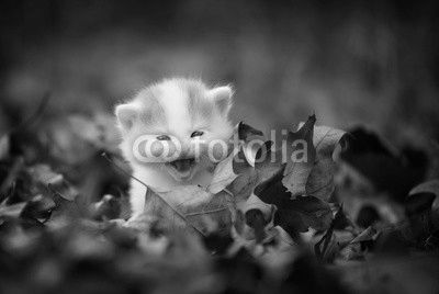 kitten