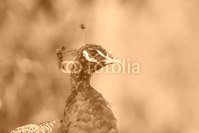 Blue male peacock  head and neck with a blurred background