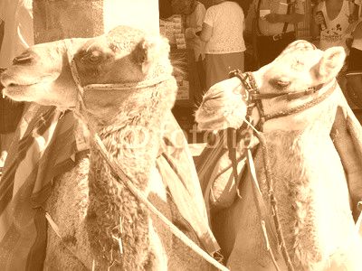 camellos