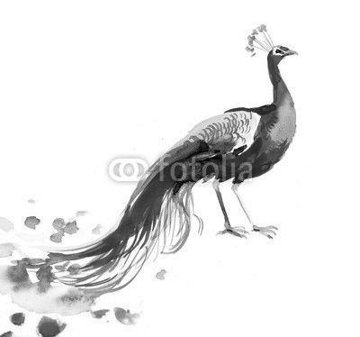 Watercolor sketch of a peacock