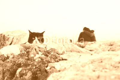 The cat between the cliff