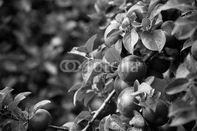 Organic red ripe apples on the orchard tree with green leaves