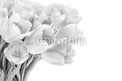 Pink tulips isolated over white background