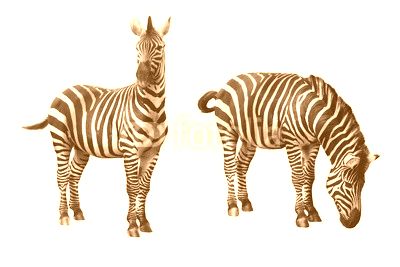 Zebra isolated on white background