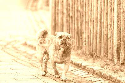Little brown pug mixed dog on the walkway
