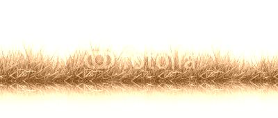 fresh spring green grass isolated