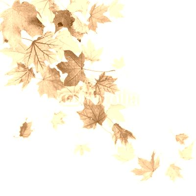 Autumn falling leaves isolated on white background
