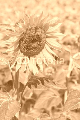 Portrait of sunflower at summer day close up, Provence France