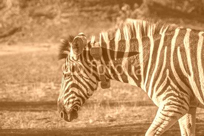 Plains zebra in Kruger National park, South Africa