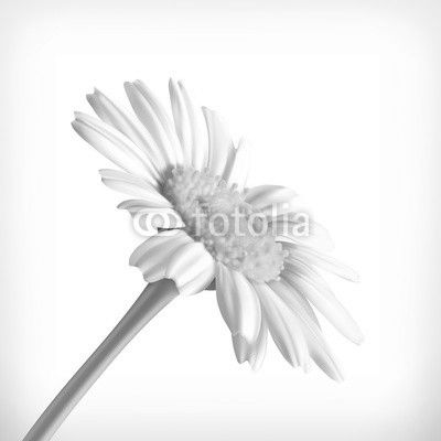 Chamomile