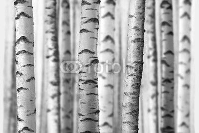 seamless birch trees