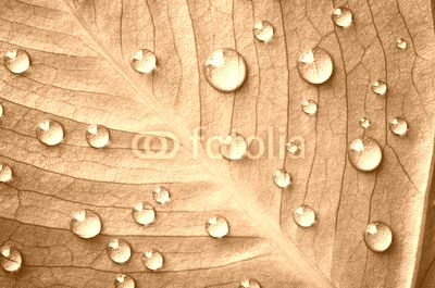 Green leaf with drops of water