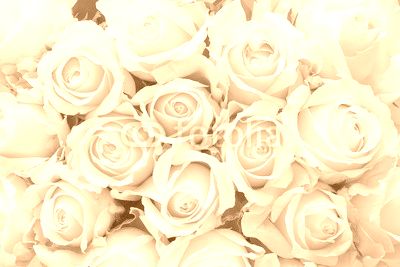 White and Pale Pink Roses