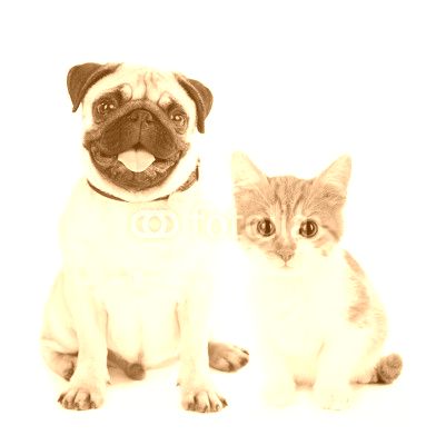 Funny pug dog and little red kitten isolated on white