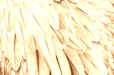 Bird feathers