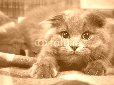 Grey kitten with sharp claws, a round yellow eyes and tufts on the ears