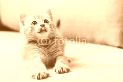 Beautiful little cat on a grey sofa