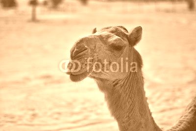 Camels around Dubai Desert in day, Dubai, United arab Emirates