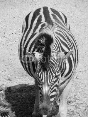 Striped, cute black white Zebra neatly combed mane and tail walking under the summer sun at the zoo of Erfurt.