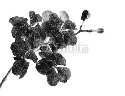 Vanda orchid