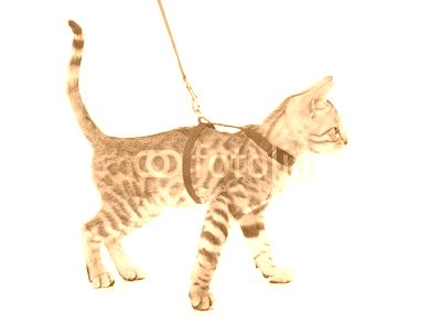 silver bengal kitten and harness