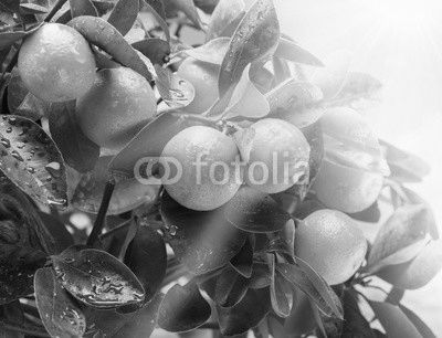 Ripe tangerine fruits in the sunlight.