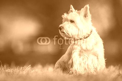 westie dog